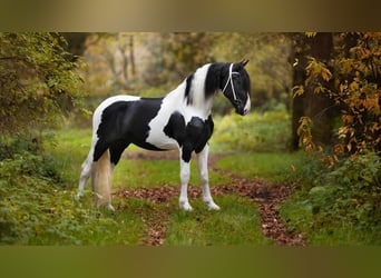Barockpinto, Stute, 4 Jahre, 170 cm, Schecke