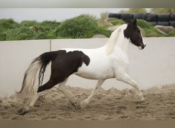 Barockpinto, Stute, 4 Jahre, 170 cm, Schecke