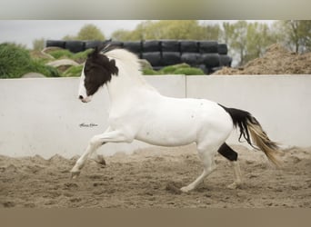 Barockpinto, Stute, 4 Jahre, 170 cm, Schecke
