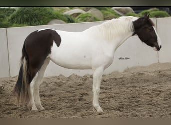 Barockpinto, Stute, 4 Jahre, 170 cm, Schecke