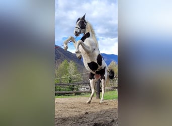 Barockpinto, Stute, 4 Jahre, 170 cm, Tobiano-alle-Farben