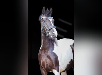 Barockpinto, Stute, 5 Jahre, 151 cm, Schecke