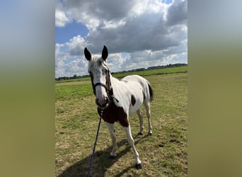 Barockpinto, Stute, 5 Jahre, 166 cm, Schecke