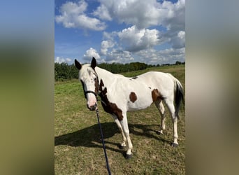 Barockpinto, Stute, 5 Jahre, 166 cm, Schecke