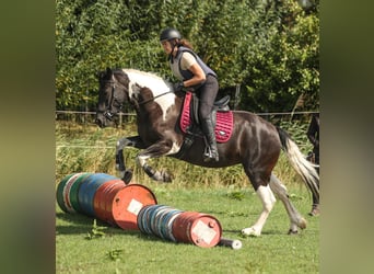 Barockpinto, Stute, 6 Jahre, 160 cm, Schecke