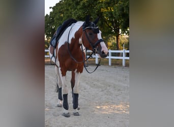 Barockpinto, Stute, 6 Jahre, 161 cm, Schecke