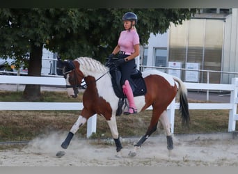 Barockpinto, Stute, 6 Jahre, 161 cm, Schecke