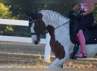 Barockpinto, Stute, 6 Jahre, 161 cm, Schecke