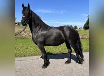 Barockpinto, Stute, 6 Jahre, 168 cm, Rappe