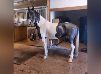 Barockpinto, Stute, 6 Jahre, 173 cm, Tobiano-alle-Farben