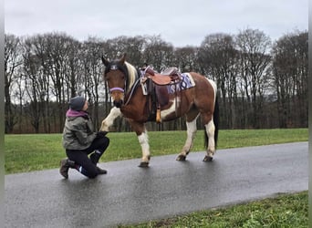 Barockpinto Mix, Stute, 7 Jahre, 142 cm, Schecke