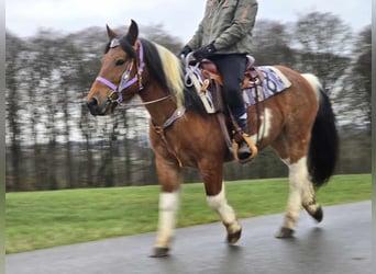 Barockpinto Mix, Stute, 7 Jahre, 142 cm, Schecke