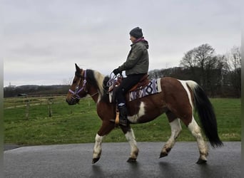 Barockpinto Mix, Stute, 7 Jahre, 142 cm, Schecke