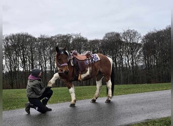 Barockpinto Mix, Stute, 7 Jahre, 142 cm, Schecke