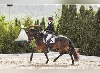 Barockpinto, Stute, 7 Jahre, 165 cm, Dunkelfuchs