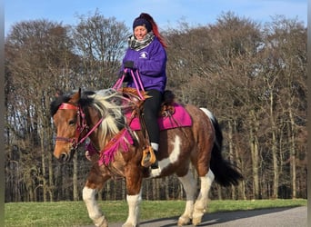 Barockpinto, Stute, 8 Jahre, 143 cm, Schecke