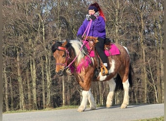 Barockpinto, Stute, 8 Jahre, 143 cm, Schecke