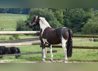 Barockpinto, Stute, 8 Jahre, 158 cm, Schecke