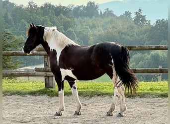 Barockpinto, Stute, 8 Jahre, 158 cm, Schecke