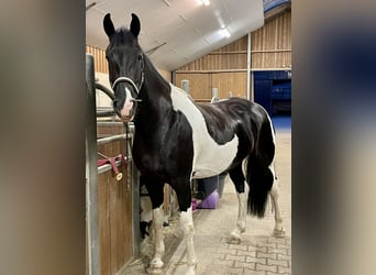 Barockpinto, Stute, 8 Jahre, 168 cm, Schecke