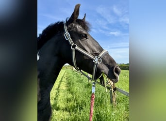 Barockpinto, Stute, 8 Jahre, 168 cm, Schecke