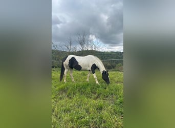 Barockpinto, Stute, 9 Jahre, 155 cm, Schecke