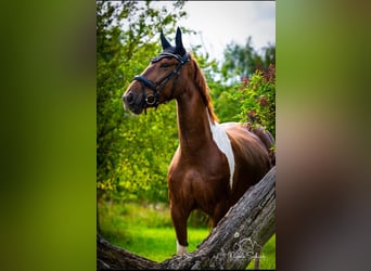 Barockpinto Mix, Stute, 9 Jahre, 160 cm