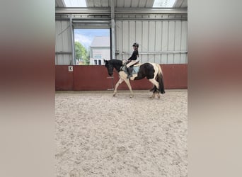 Barockpinto, Stute, 9 Jahre, 161 cm, Brauner