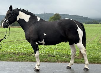 Barockpinto Blandning, Wallach, 4 Jahre, 154 cm, Schecke