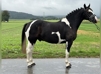 Barockpinto Blandning, Wallach, 4 Jahre, 154 cm, Schecke