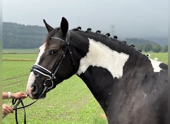 Barockpinto Blandning, Wallach, 4 Jahre, 154 cm, Schecke