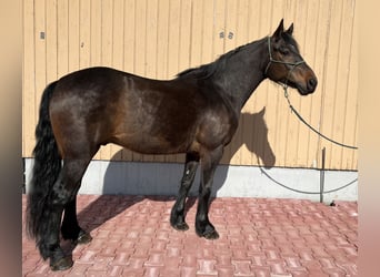 Barockpinto Blandning, Valack, 8 år, 154 cm, Mörkbrun