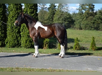 Barockpinto, Wallach, 11 Jahre, 160 cm, Schecke