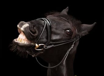 Barockpinto, Wallach, 12 Jahre, 165 cm, Rappe