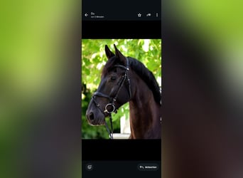 Barockpinto, Wallach, 12 Jahre, 170 cm, Schecke