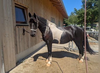 Barockpinto, Wallach, 12 Jahre, 170 cm, Schecke
