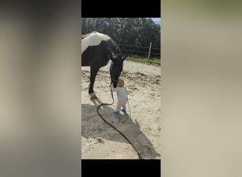 Barockpinto, Wallach, 12 Jahre, 170 cm, Schecke