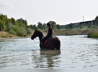 Barockpinto, Wallach, 12 Jahre, 170 cm, Schecke