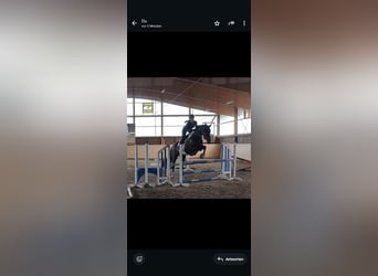 Barockpinto, Wallach, 12 Jahre, 170 cm, Schecke