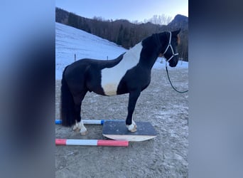 Barockpinto, Wallach, 12 Jahre, 170 cm, Schecke
