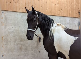 Barockpinto, Wallach, 12 Jahre, 170 cm, Schecke