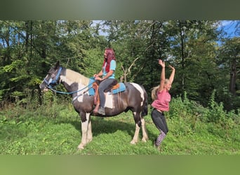 Barockpinto, Wallach, 14 Jahre, 156 cm, Schecke