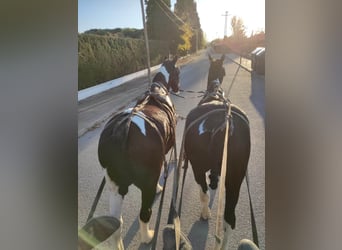 Barockpinto, Wallach, 14 Jahre, 170 cm, Schecke