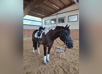 Barockpinto, Wallach, 17 Jahre, 160 cm