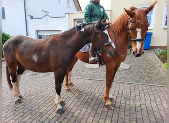 Barockpinto, Wallach, 2 Jahre, 160 cm, Schecke