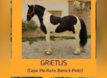 Barockpinto, Wallach, 2 Jahre, 163 cm, Rappe