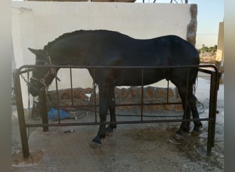 Barockpinto, Wallach, 2 Jahre, 163 cm, Rappe