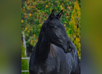 Barockpinto, Wallach, 2 Jahre, 170 cm, Rappe