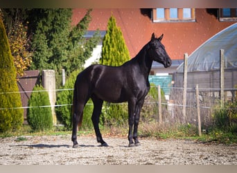 Barockpinto, Wallach, 2 Jahre, 170 cm, Rappe