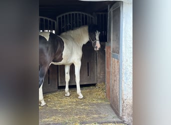 Barockpinto, Wallach, 2 Jahre, Schecke
